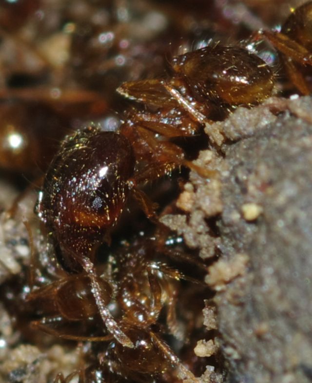 Pheidole pallidula scure